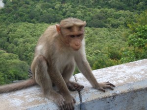 macaque