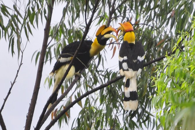 Great Hornbill by Vijaykumar Thonadaman - La Paz Group
