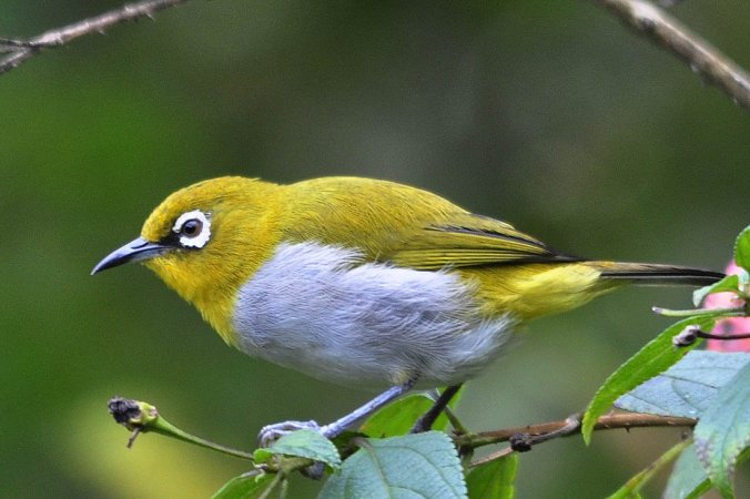 Oriental White-eye by Vijaykumar Thondaman - La Paz Group