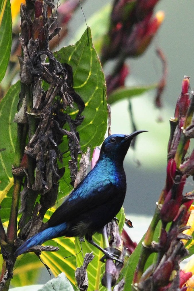 Purple Sunbird by Vijaykumar Thondaman