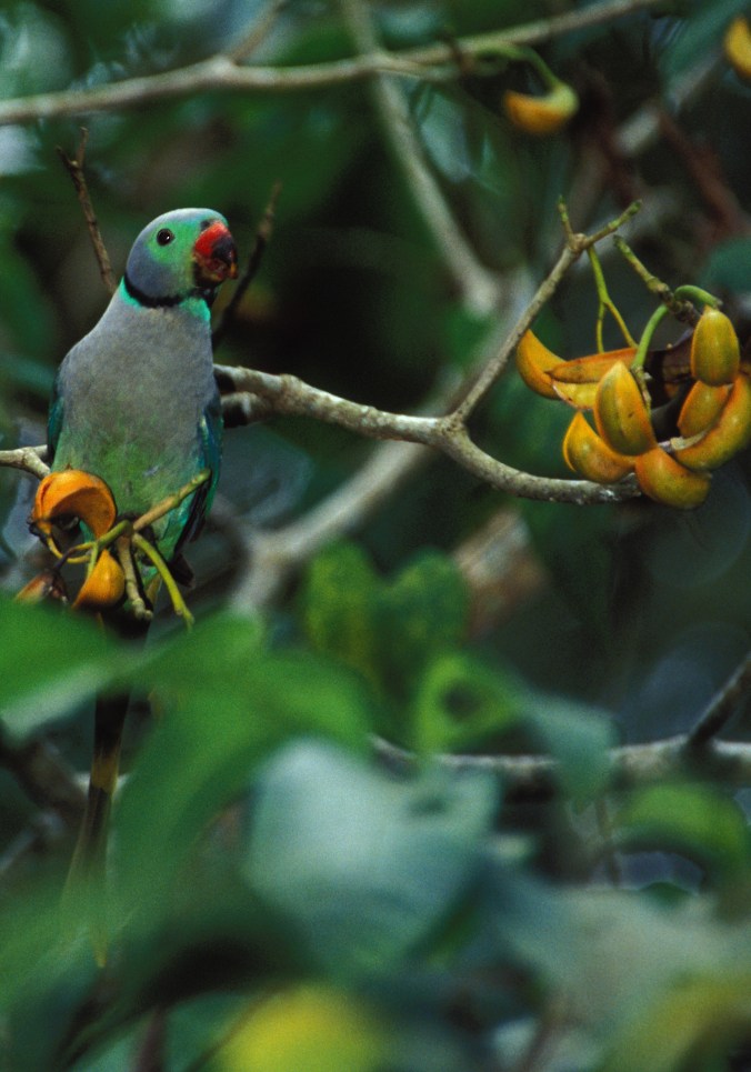 Blue-winged Parakeet-crop