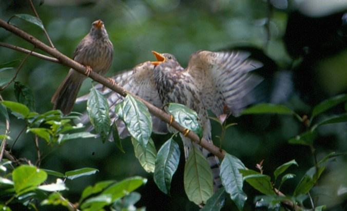 Jungle Babbler feeding common hawk cuckoo-crop