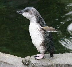 fairy_penguin