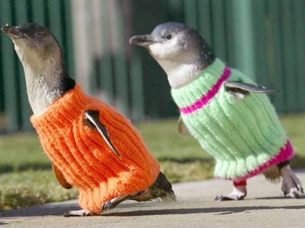 Penguin Jumper1
