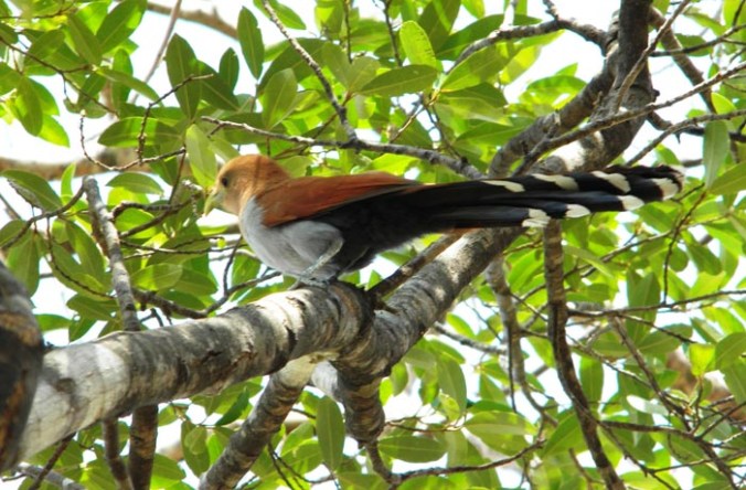 Squirrel Cuckoo by Bismar Lopez - La Paz Group