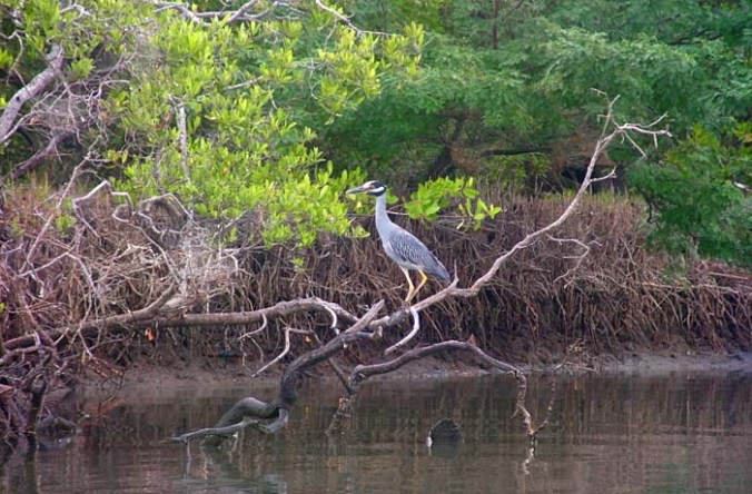 Yellow-crowned Night-Heron by Bismar Lopez - La Paz Group