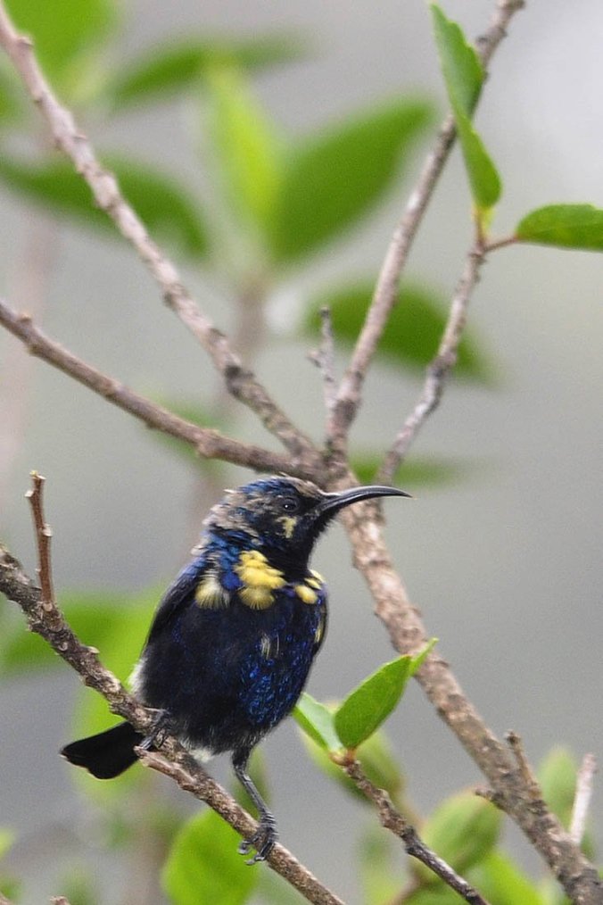 Purple Sunbird by Vijaykumar Thondaman