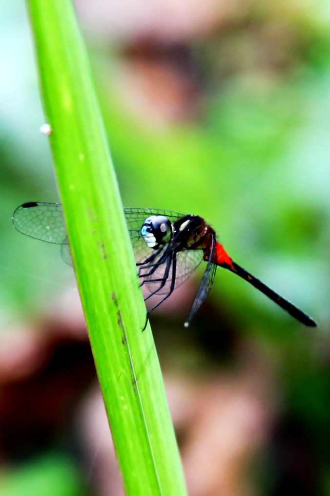 Epithemis mariae (male)