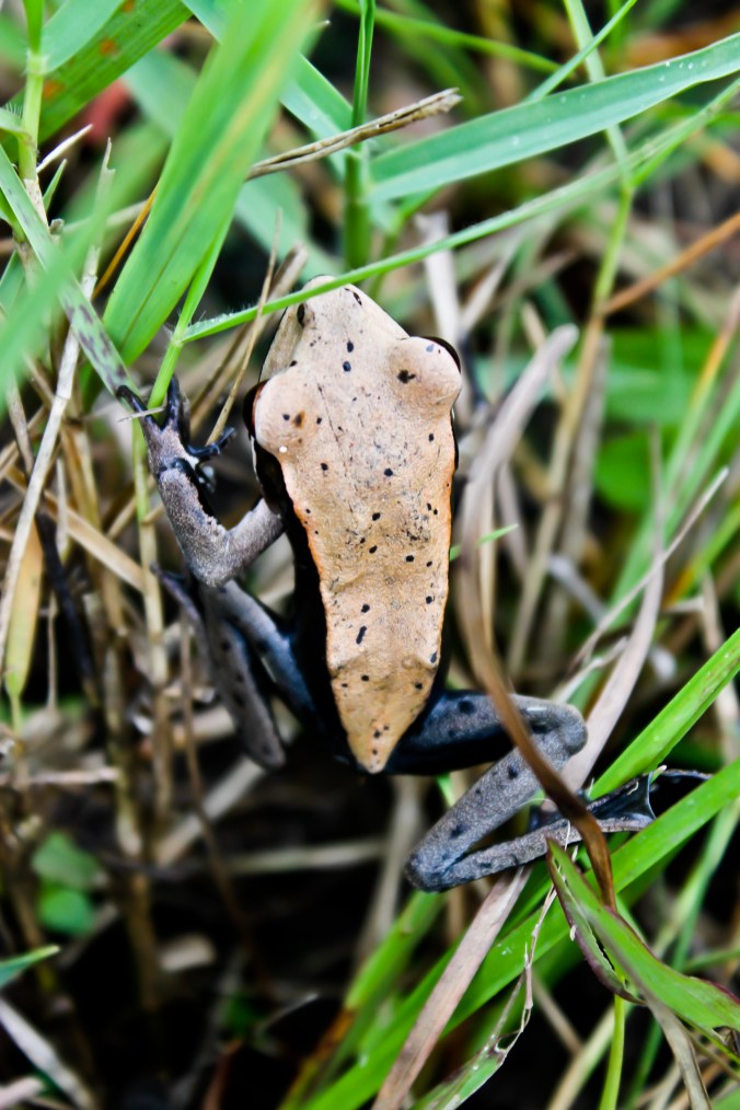 Common Frog