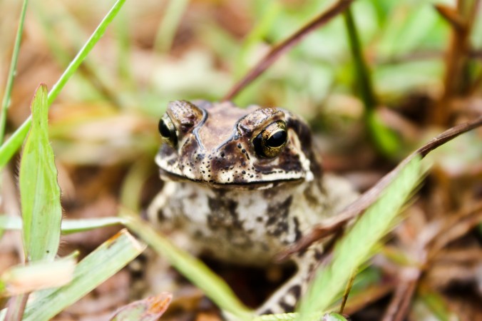 Common Indian Toad