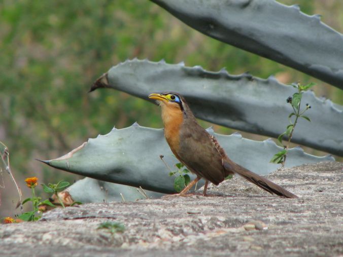 Lesser Ground Cuckoo by Fabián Avellán - La Paz Group