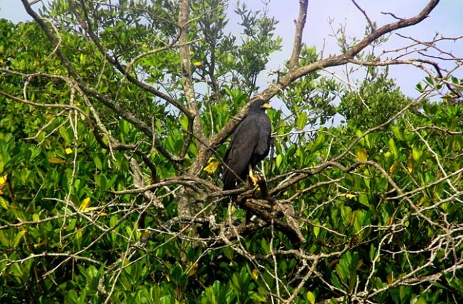 Common Black Hawk by Bismar Lopez - La Paz Group