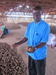Potato seedling grower