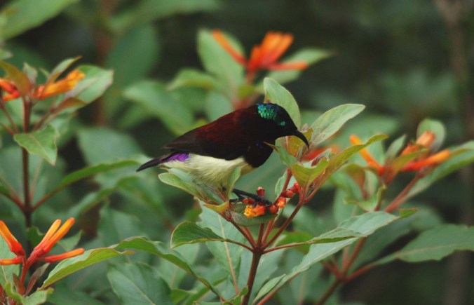 Purple-rumped Sunbird by Salim E.I. - La Paz Group