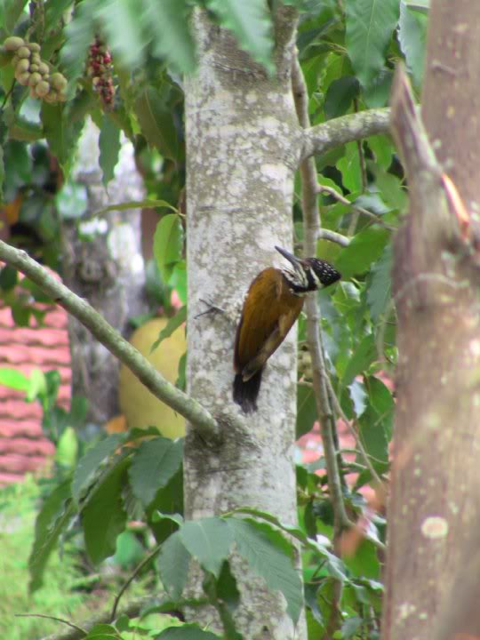 Greater Flameback Woodpecker by Seth Inman - La Paz Group
