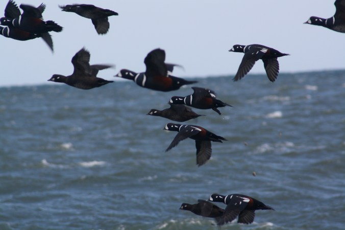 Harlequin Duck by Ben Barkley - La Paz Group