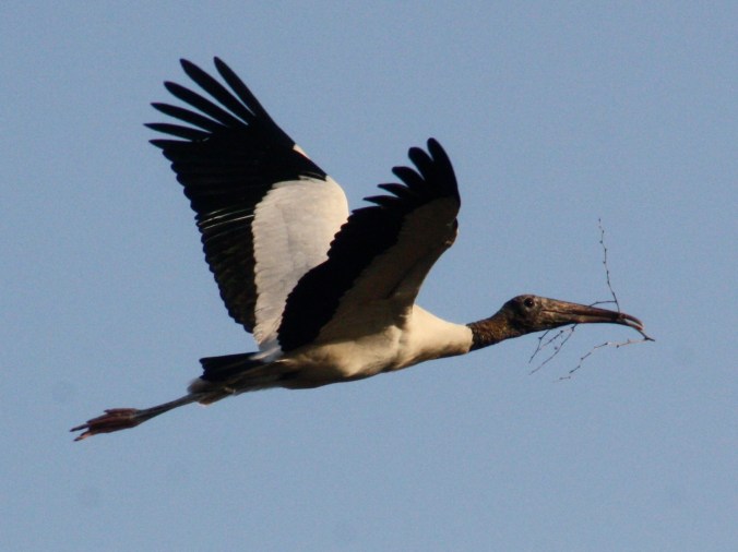 Wood Stork by Ben Barkley - La Paz Group
