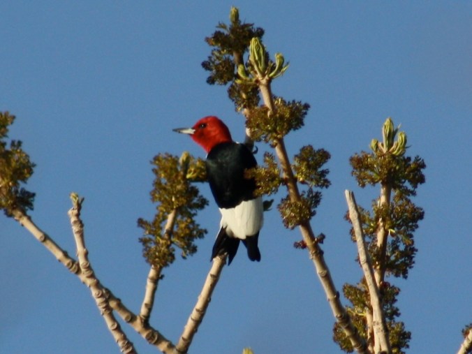 Red-headed Woodpecker by Ben Barkley - La Paz Group