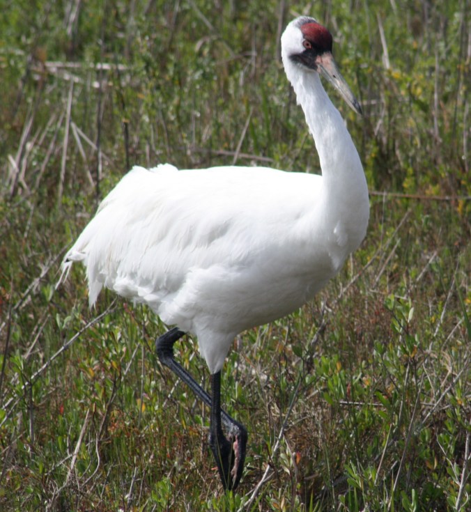 Whooping Crane by Ben Barkley - La Paz Group