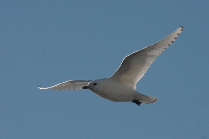 Ivory Gull by Ben Barkley - La Paz Group