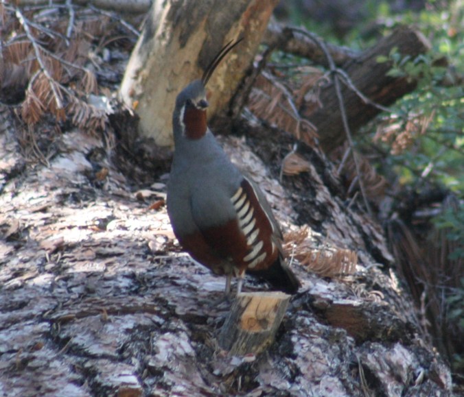 Mountain Quail by Ben Barkley - La Paz Group