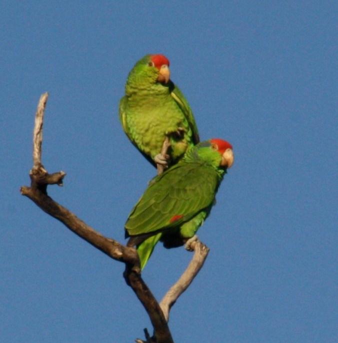 Red-crowned Parrot by Ben Barkley - La Paz Group