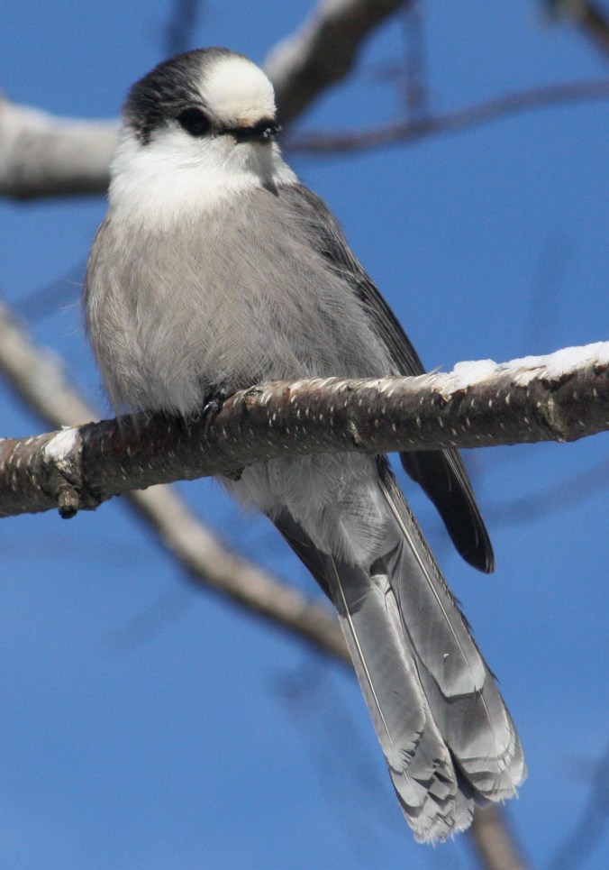 Gray Jay by Ben Barkley - La Paz Group