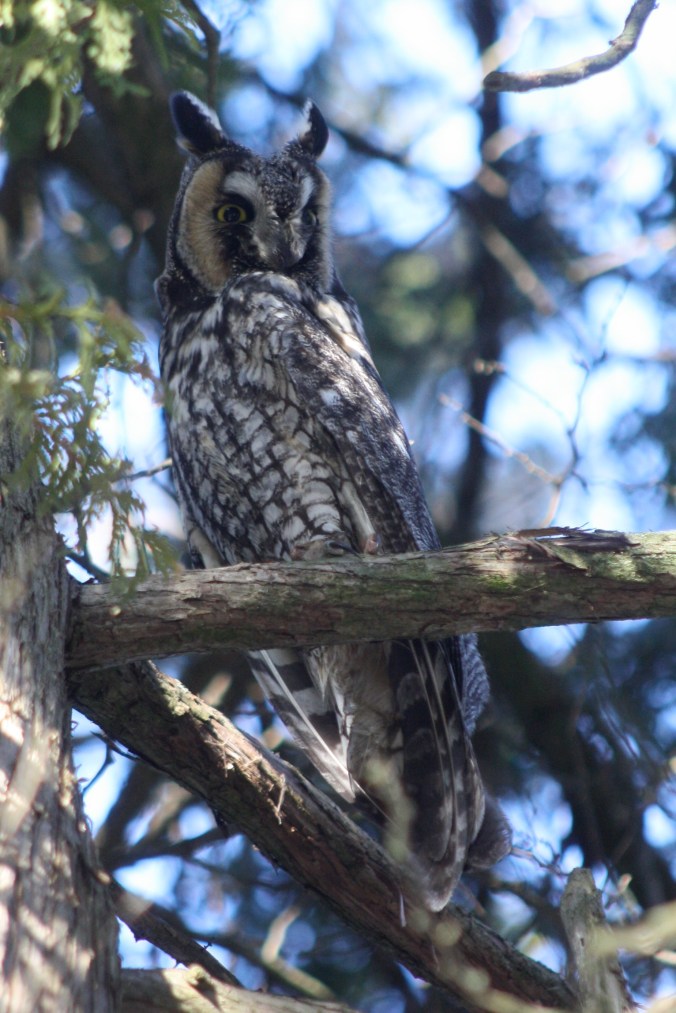 Long-eared Owl by Ben Barkley - La Paz Group