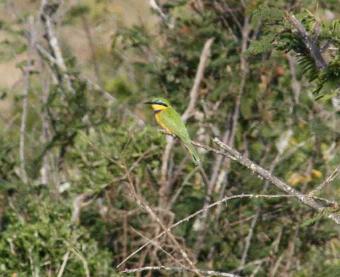 Little Bee-eater by Ben Barkley - La Paz Group