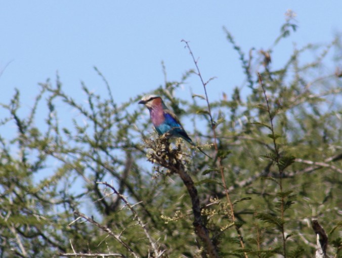 Lilac-breasted Roller by Ben Barkley - La Paz Group