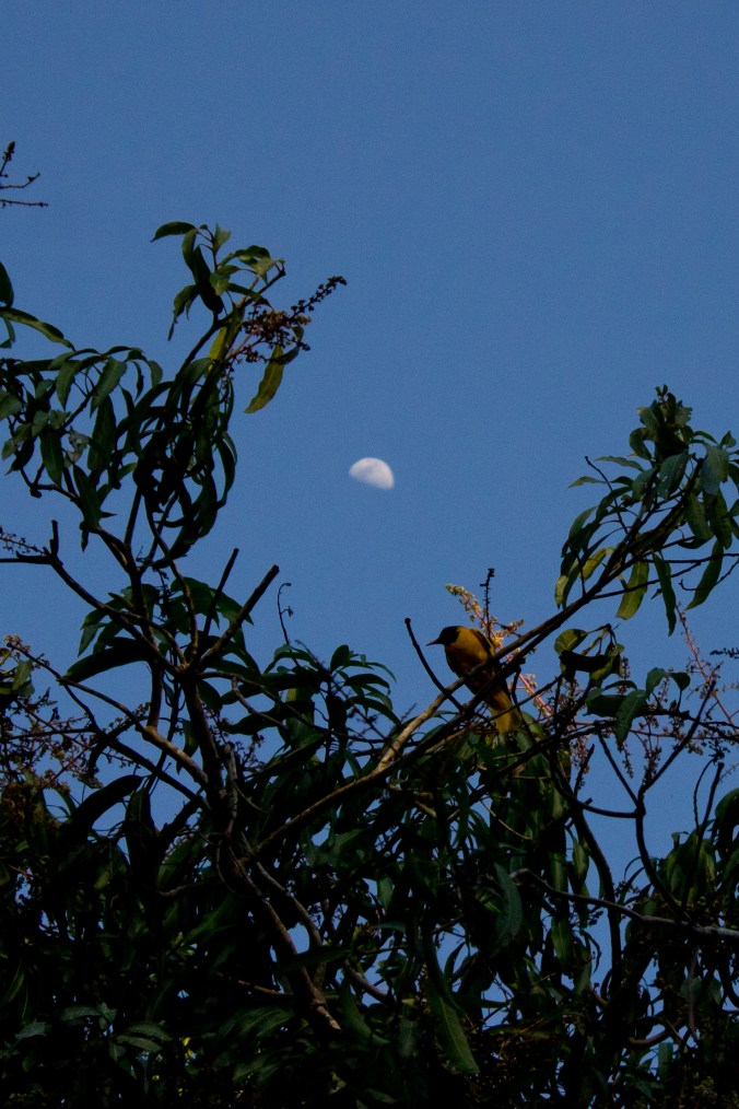 Yellow-rumped Flycatcher by Milo Inman - La Paz Group
