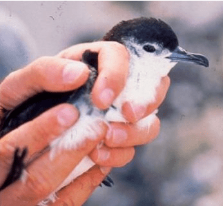 Bryan's Shearwater