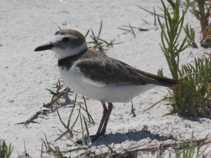 Wilson's Plover by Ben Barkley - La Paz Group