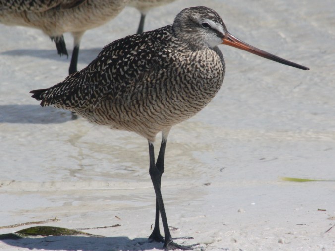 Marbled Godwit by Ben Barkley - La Paz Group