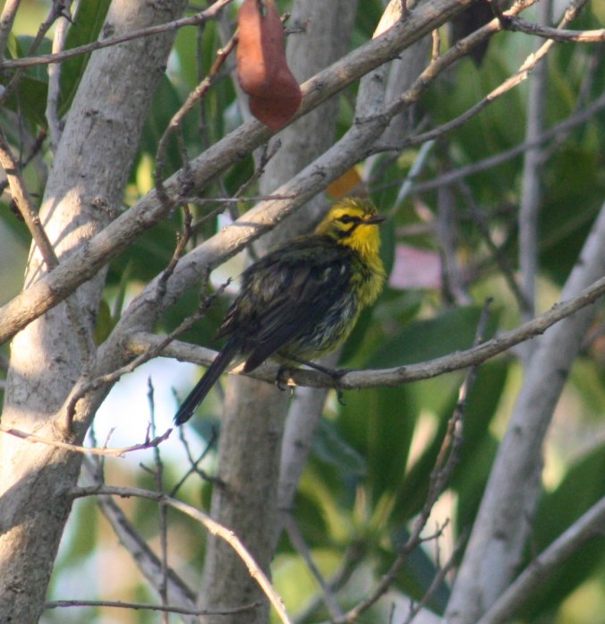 Prairie Warbler by Ben Barkley - La Paz Group