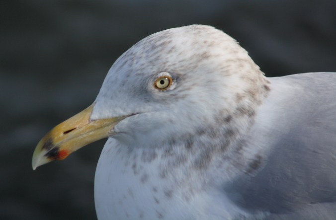  Herring Gull by Ben Barkley - La Paz Group