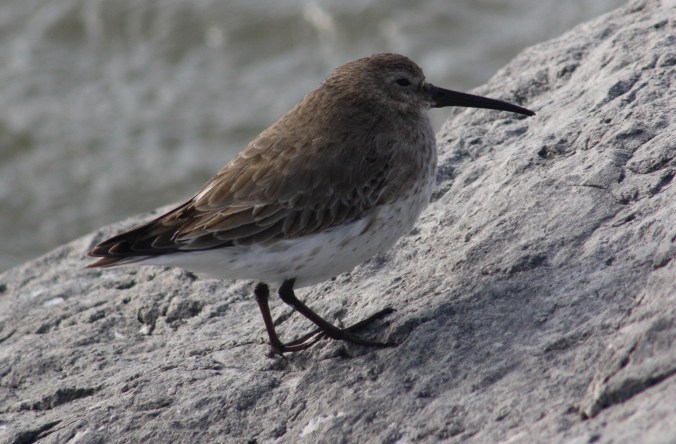Dunlin by Ben Barkley - La Paz Group
