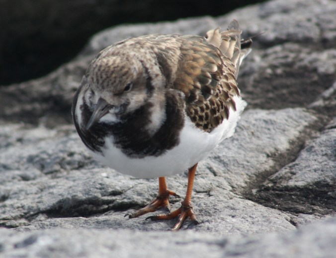  Ruddy Turnstone by Ben Barkley - La Paz Group