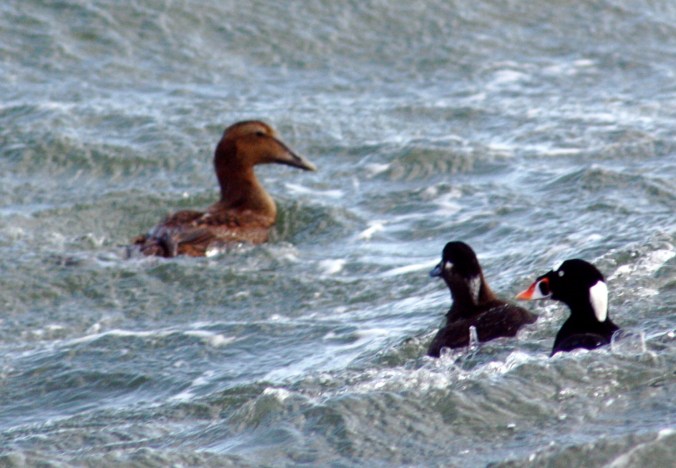 Common Eider by Ben Barkley - La Paz Group