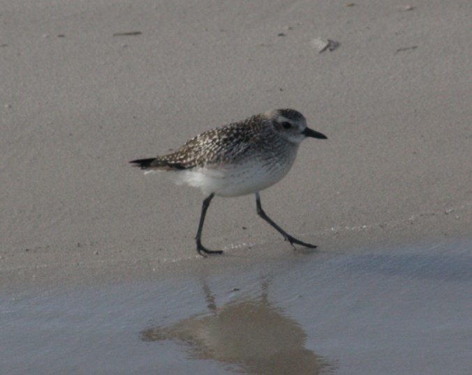 Black-bellied Plover by Ben Barkley - La Paz Group