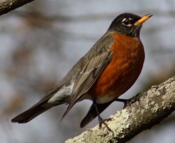 American Robin by Ben Barkley - La Paz Group