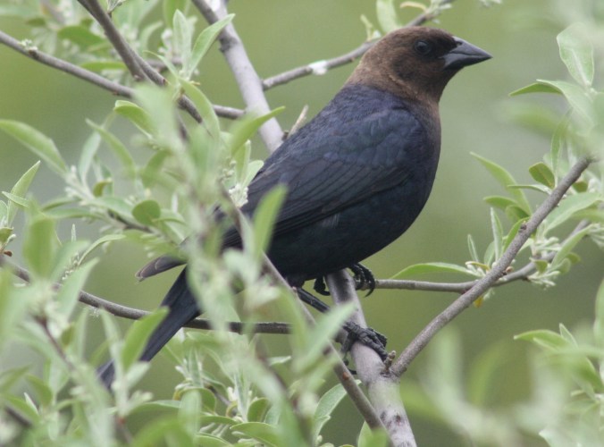 Brown-headed Cowbird by Ben Barkley - La Paz Group