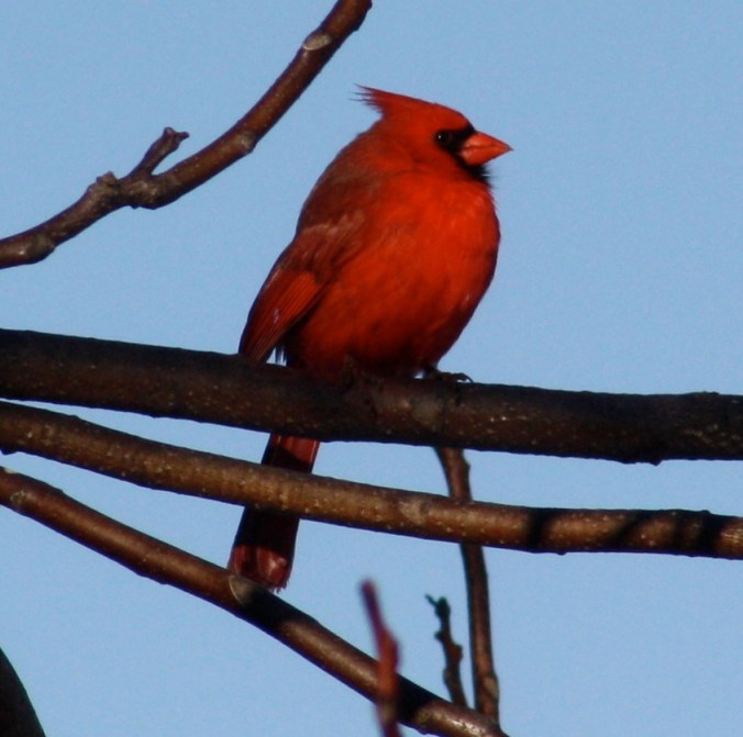 Northern Cardinal by Ben Barkley - La Paz Group