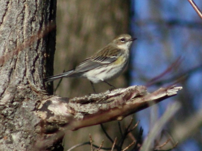 Yellow-rumped Warbler by Ben Barkley - La Paz Group
