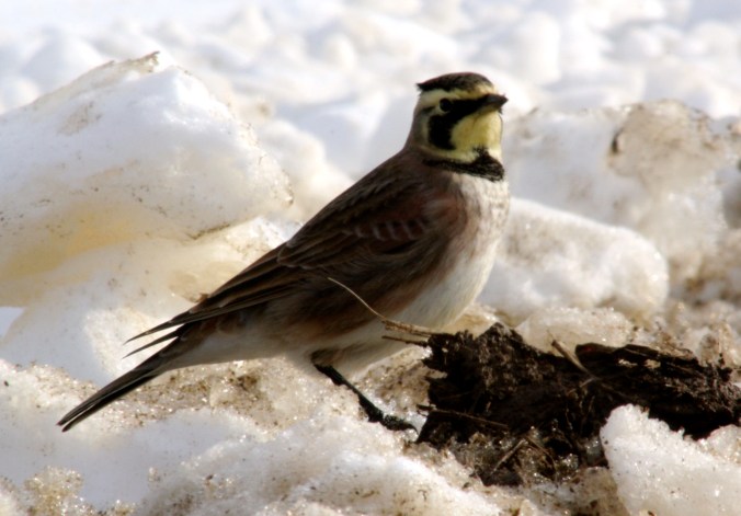 Horned Lark by Ben Barkley - La Paz Group
