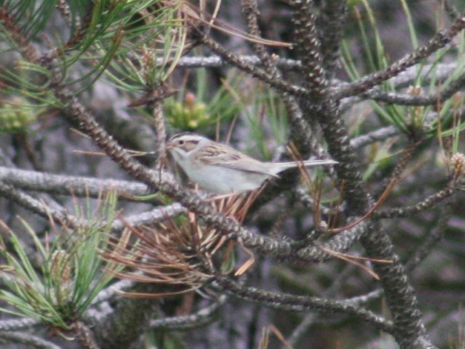 Clay-colored Sparrow by Ben Barkley - La Paz Group