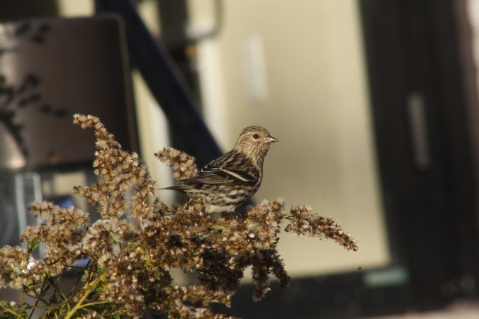 Pine Siskin by Ben Barkley - La Paz Group