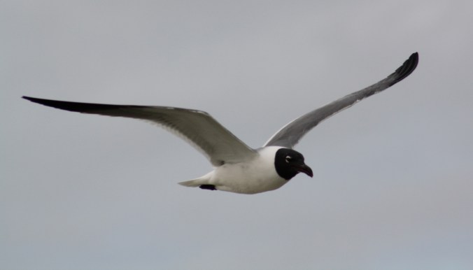Laughing Gull by Ben Barkley - La Paz Group