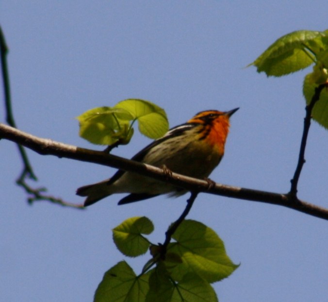 Blackburnian Warbler by Ben Barkley - La Paz Group