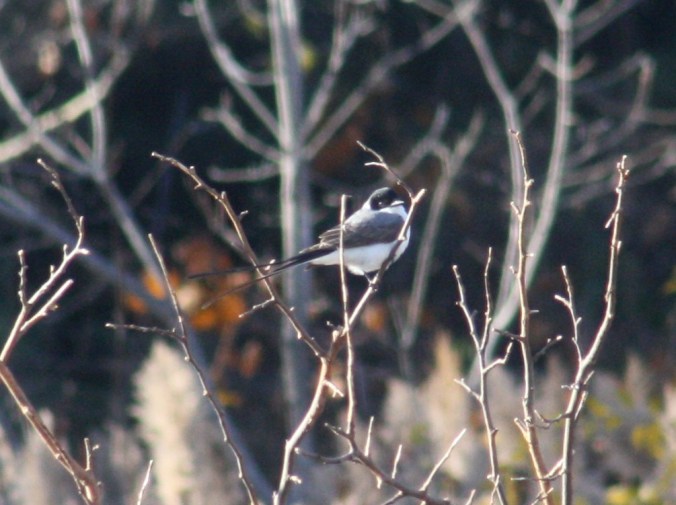 Fork-tailed Flycatcher by Ben Barkley - La Paz Group